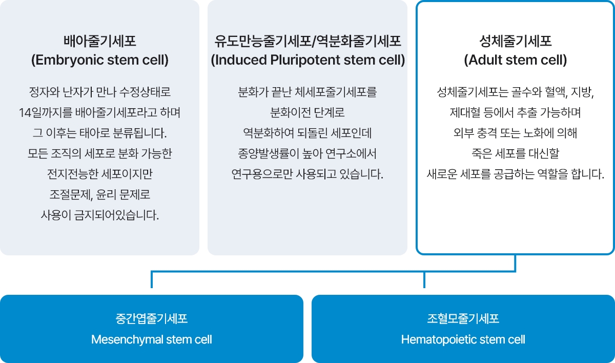 줄기세포